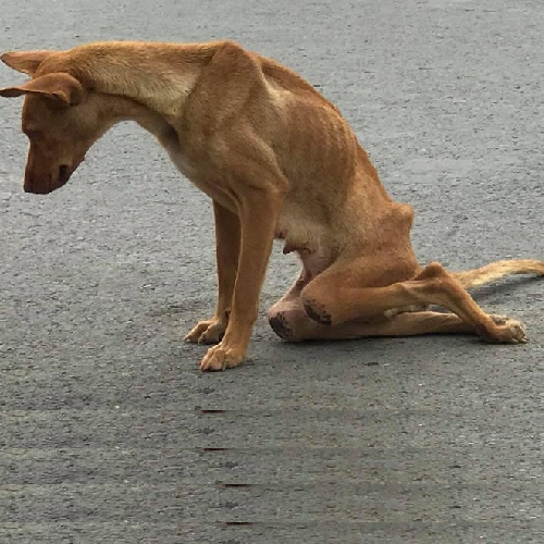 Chó bị hạ bàn, gầy yếu và khó di chuyển trên đường