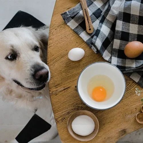 Chó Golden ngồi cạnh bàn có trứng sống trong bát