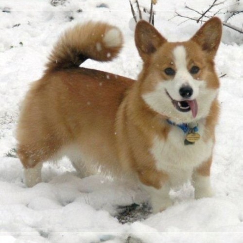 Chó Corgi với bộ lông kép dày chơi đùa trong tuyết.
