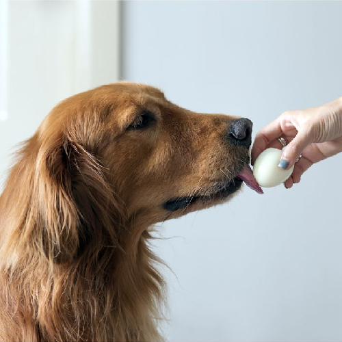 Chó Golden Retriever ăn trứng gà luộc từ tay người