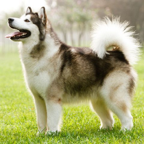 Dấu hiệu chó Alaska sắp sinh con