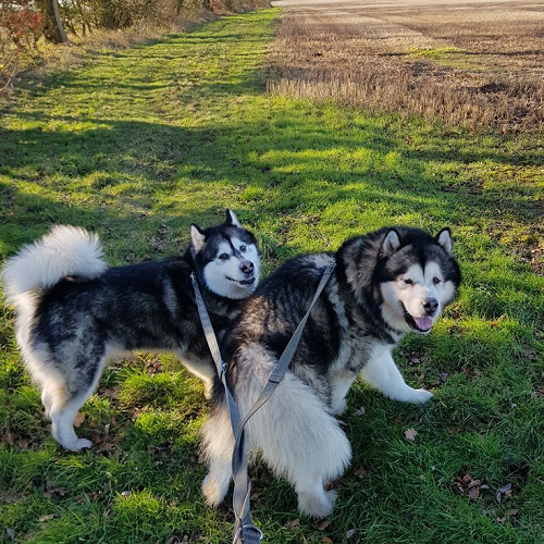 Quy trình phối giống Alaska Malamute thuần chủng - Các bước làm quen, phối giống và chăm sóc sau khi phối.