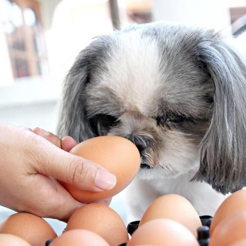 Chó Shih Tzu đang ngửi trứng gà tươi trong khay trứng