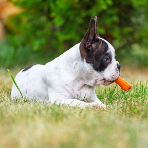 Chó con giống Bulldog Pháp gặm cà rốt trên bãi cỏ