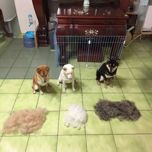 Ba chú chó Shiba Inu với bộ lông rụng được xếp thành ba đống riêng biệt.