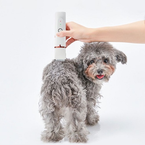Cạo lông chó vùng háng bằng tông đơ điện không gây tiếng ồn