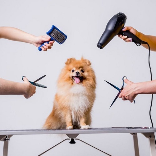 Spa cạo lông chó Phốc Sóc Pomeranian chuyên nghiệp