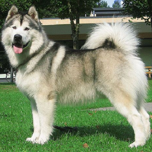 Chó Alaska Malamute trưởng thành lông xám trắng đứng oai vệ trên cỏ