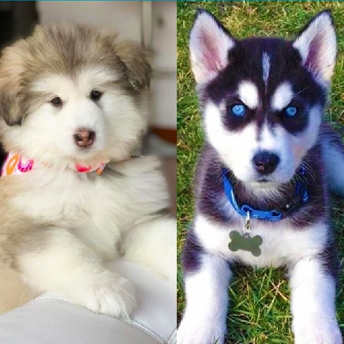 Chó Alaska con lông xù trắng xám và chó Husky con đen trắng mắt xanh đặt cạnh nhau để so sánh ngoại hình
