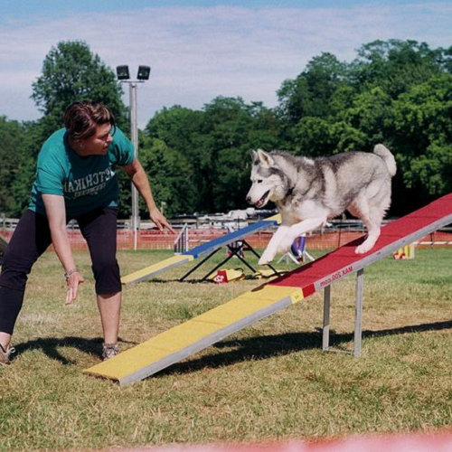 Huấn luyện viên đang hướng dẫn chó Husky vượt chướng ngại vật tại sân vận động ngoài trời