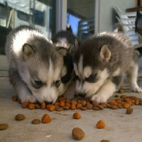 Ba chú chó Husky con đang ăn thức ăn hạt dinh dưỡng, lông mềm mượt, nằm rạp xuống nền nhà, tập trung ăn uống.