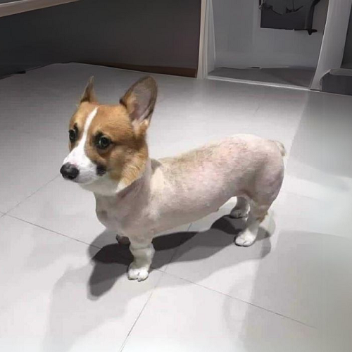 Chó Corgi thay lông hoặc vừa cạo lông mùa hè