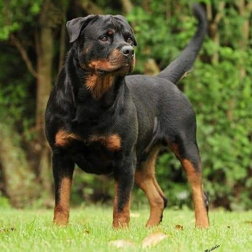 Chó Rottweiler đen vàng đứng trên cỏ, thân hình cơ bắp, ánh mắt cảnh giác, giống chó giữ nhà nổi tiếng.