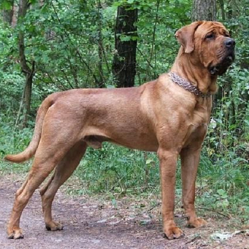 Chó Tosa Inu lông nâu đỏ, thân hình lực lưỡng, đứng cảnh giác trong rừng cây.