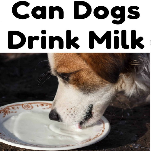 Chó đang uống sữa bò từ đĩa, kèm câu hỏi “Can Dogs Drink Milk?”