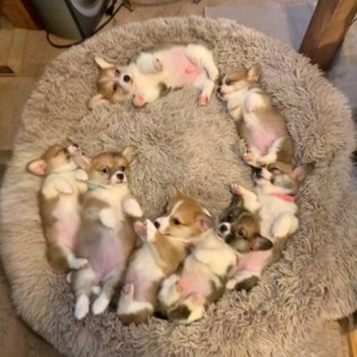 Đàn chó Corgi con nằm ngửa đáng yêu trên đệm tròn mềm mại.