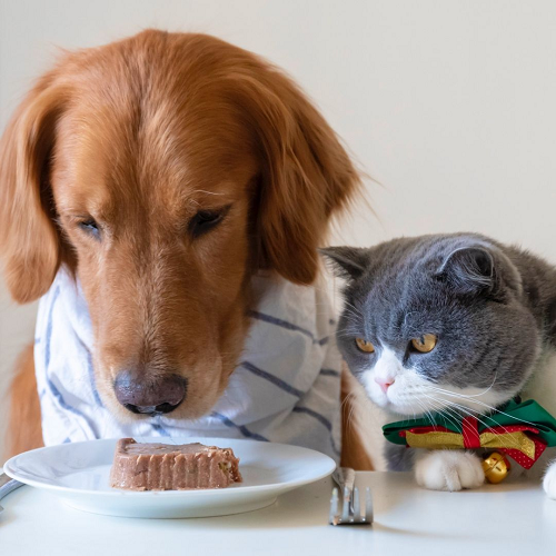 Chó mèo ngồi cùng nhau nhìn pate trên bàn