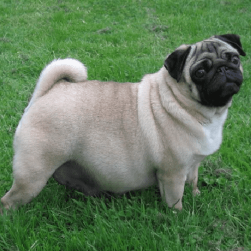Chó Pug mang thai đứng trên bãi cỏ