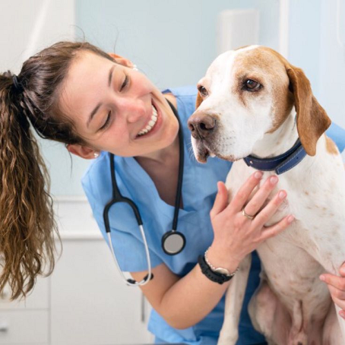 Bác sĩ thú y kiểm tra sức khỏe cho chó