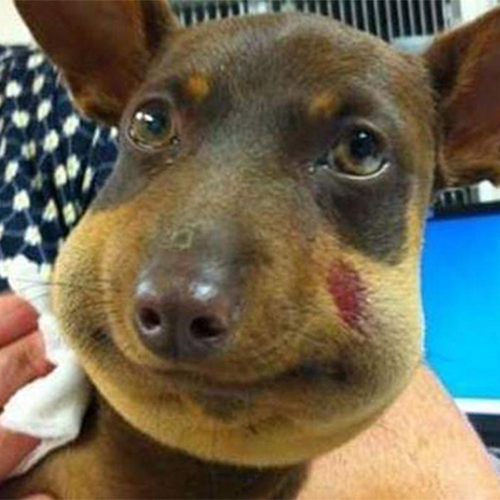 Chó Miniature Pinscher bị sưng mặt sau khi bị ong đốt.