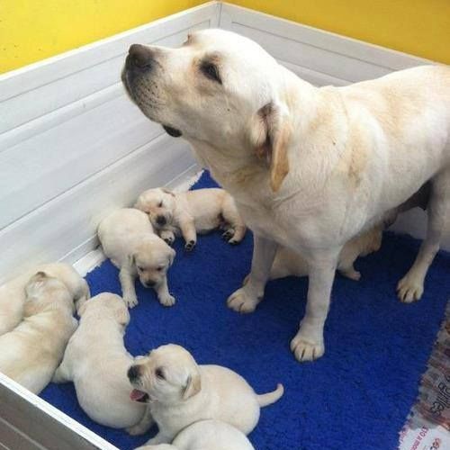Chó mẹ Labrador chăm sóc đàn con mới sinh