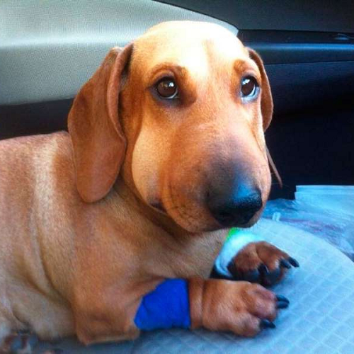 Chó Dachshund bị sưng mặt và chân sau khi bị ong đốt.