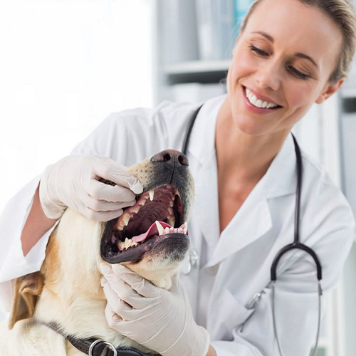 Bác sĩ thú y kiểm tra miệng chó để xử lý hóc xương kịp thời.
