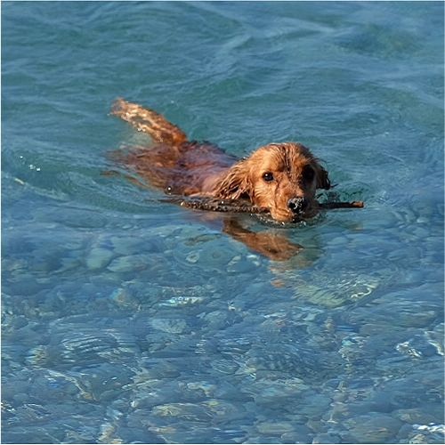 Chú chó Cocker Spaniel đang bơi trong làn nước trong xanh, ngậm theo một cành cây nhỏ.