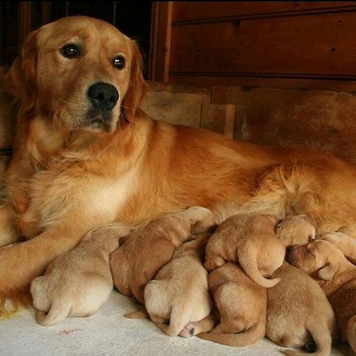 Chó mẹ Golden Retriever nằm chăm sóc đàn chó con mới sinh