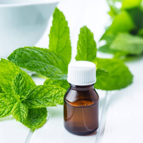 Thoa tinh dầu bạc hà lên vùng da bị ghẻ ở chó để sát khuẩn và làm dịu da