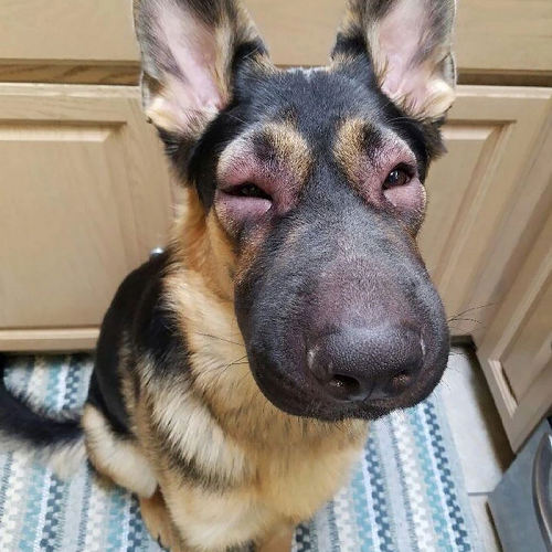 Chó German Shepherd bị sưng mặt nghiêm trọng do ong đốt.