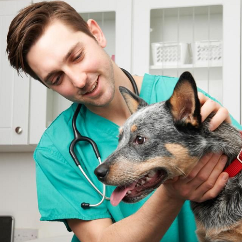 Bác sĩ thú y kiểm tra chó sau khi bị hóc xương, đảm bảo sức khỏe ổn định.