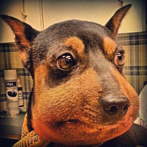Chó Miniature Pinscher bị sưng mõm sau khi bị ong đốt.