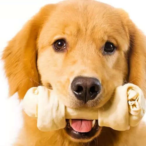 Chó ngậm xương giả lớn, giúp phòng tránh nguy cơ hóc xương thật.
