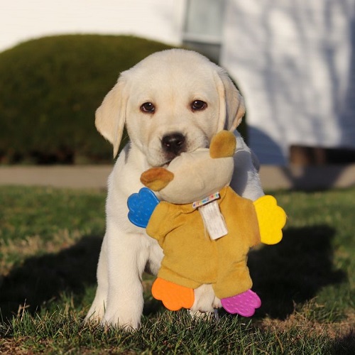 Chó Labrador trắng con gặm đồ chơi đầy màu sắc