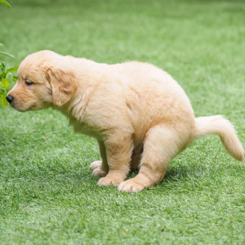 Chó Golden Retriever con đang đi vệ sinh trên bãi cỏ xanh