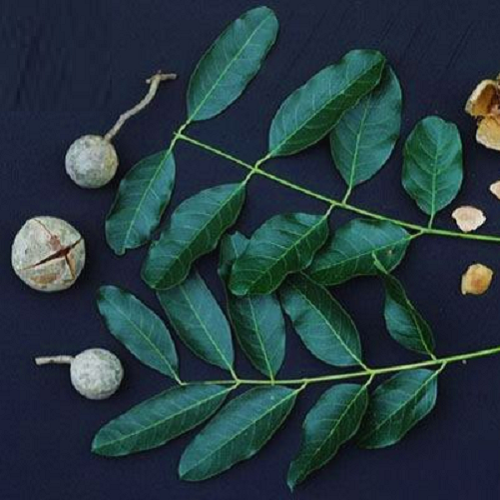Tắm chó bị ghẻ bằng nước lá xà cừ đun sôi