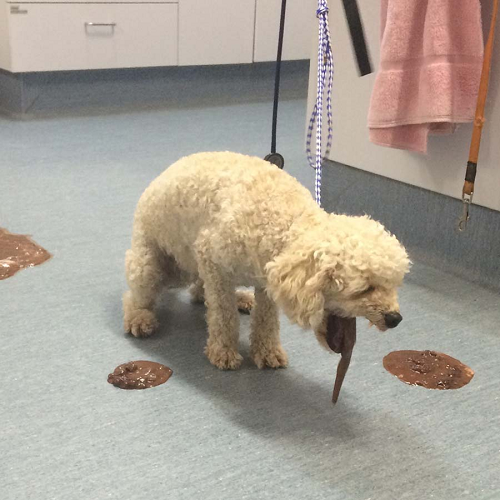 Chó Poodle nôn ra chất lỏng màu nâu, dấu hiệu bệnh Care.