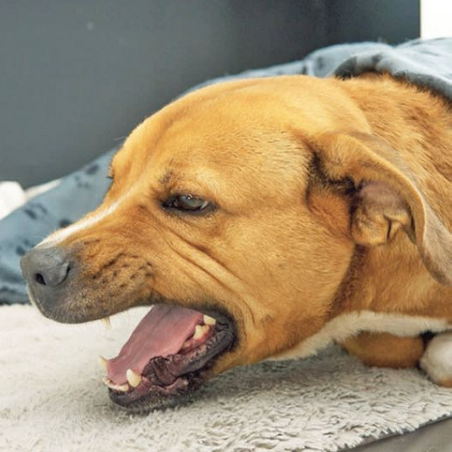 Chó Pit Bull hoặc Staffordshire Bull Terrier há miệng thở dốc, dấu hiệu viêm phổi.