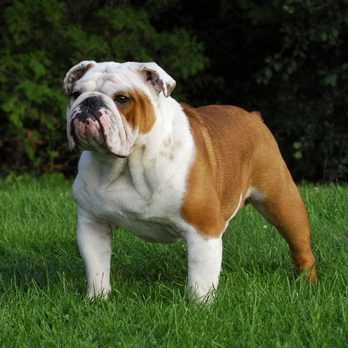 Chó Bulldog đứng trên bãi cỏ, có biểu hiện giống như mang thai giả