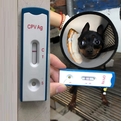 Que test Parvo cho kết quả hai vạch, chó dương tính với virus CPV.