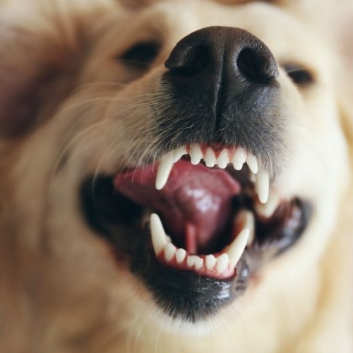 Cận cảnh hàm răng chó trắng sáng, đều, nhìn rõ răng nanh và lưỡi.