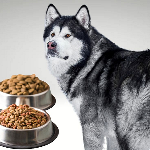 Chó Alaska trưởng thành bên hai bát thức ăn khô