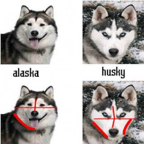 So sánh khuôn mặt chó Alaska và Husky qua hình ảnh minh họa với đường vẽ