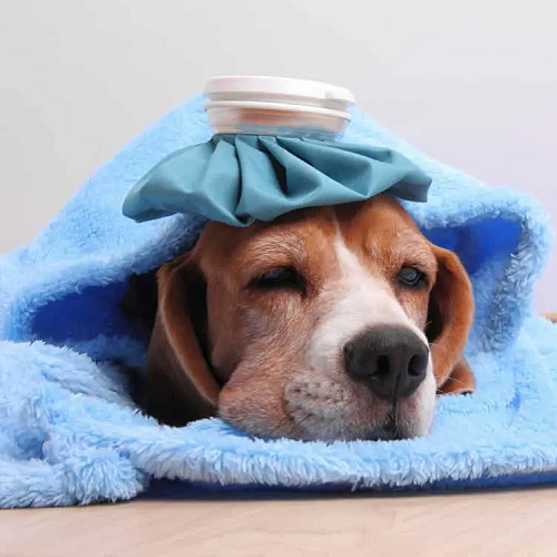 Chó Beagle ốm yếu nằm dưới khăn, chườm đá trên đầu, có thể mắc Leptospirosis.