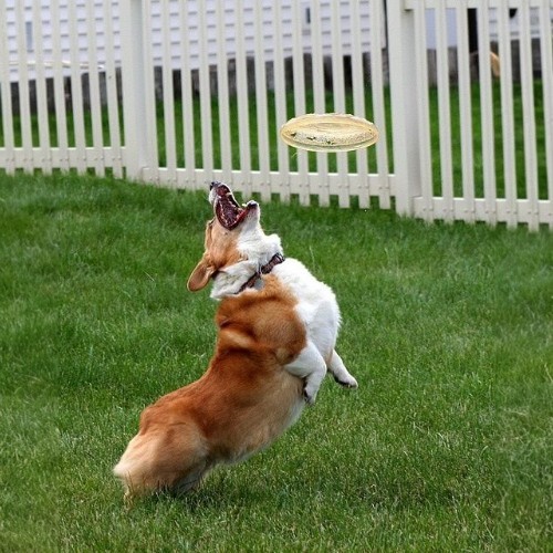 Chú chó Corgi Pembroke Wales nhảy lên cao bắt đĩa bay trên bãi cỏ xanh.
