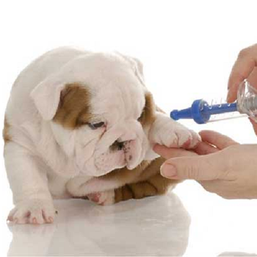 Tiêm thuốc cho chó vào ven tại chân, cần đúng kỹ thuật và chuyên môn