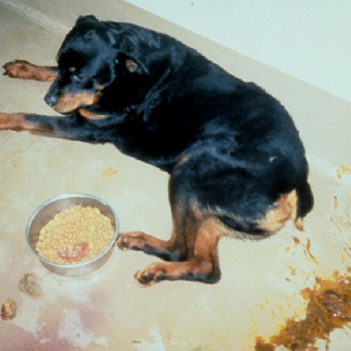 Chó Rottweiler ốm yếu nằm cạnh bát thức ăn và vũng tiêu chảy ra máu.
