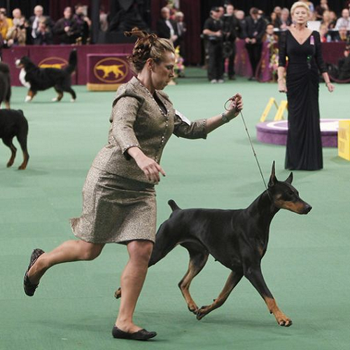 Chó Doberman tham gia cuộc thi Dog Show cùng người dắt trình diễn.