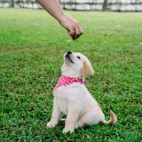 Huấn luyện chó Golden con lệnh “Ngồi” bằng thức ăn thưởng
